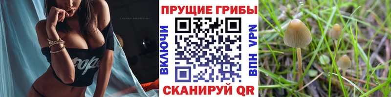 Галлюциногенные грибы мицелий  сайты даркнета Telegram  Новоржев  купить наркотики сайты 